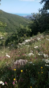 цветы, цветущий луг, июнь, Крым